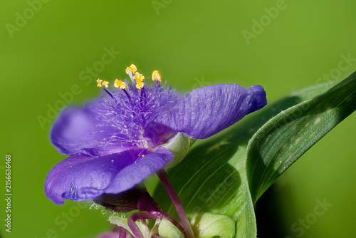 Konstfotografi Blue flower of Tradescantia sp. plant.