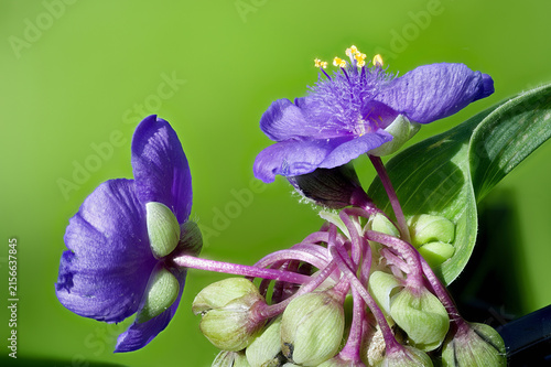 Blue flowers and flower buds of Tradescantia sp. plant.