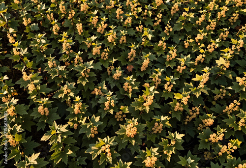 White currant bushes with r...
