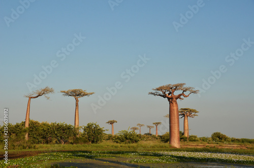 Madagascar, Morondava, Baobab Alley, view on Adansonia Grandidieri