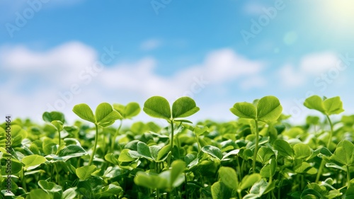 Lush green clover field capturing natural beauty and growth beneath a bright blue sky with soft white clouds and sunlight