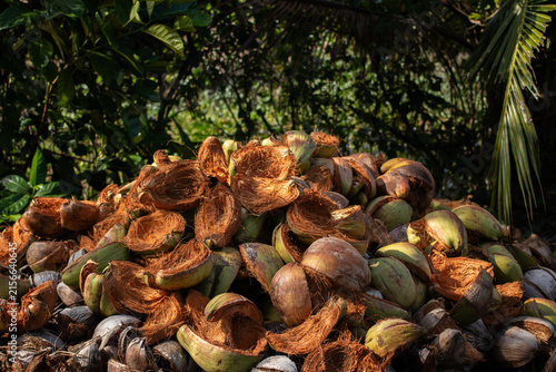 Cuadro en lienzo A large pile of dried coconut husks glowing under bright sunlight, showing rich