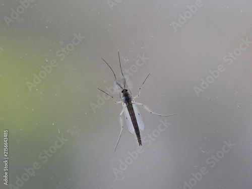 Foto isolated mosquito sitting on a window with gray background
