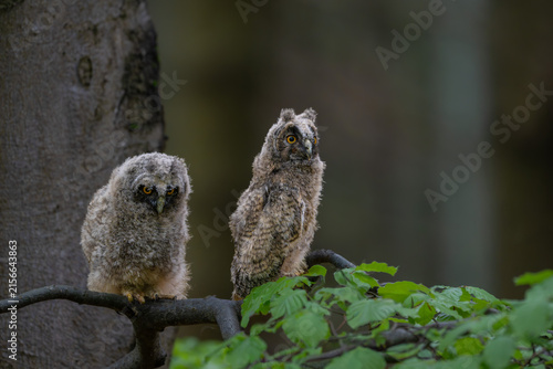 Fotografía Two cute young long-eared owl chicks Asio otus sitting on a tree branch in a gre