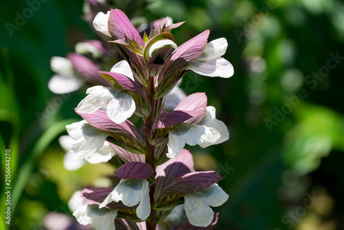 Fotografía Close-up of beautiful spike of white and lavender flowers of Acanthus mollis (Be