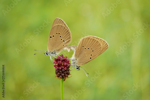 Dusky large blue mating Phengaris nausithous maculinea nausithous butterflies copulation butterfly Lepidoptera Lycaenidae gossamer winged brown wings eyespots ocelli antennae Sanguisorba officinalis