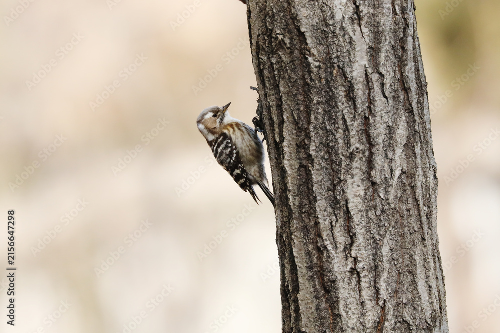 Obraz premium A Japanese pygmy woodpecker climbing a tree