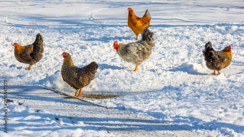 Five Chickens Walking on Snow in Kyrgyzstan
