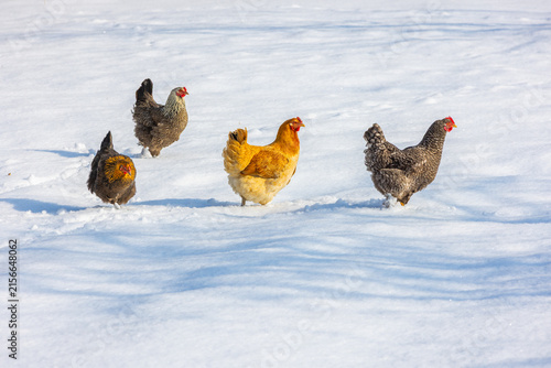 Four Chickens Walking in Snowy Field