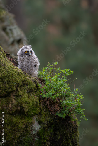 Foto A cute young long-eared owl chick Asio otus sitting on a mossy rock near green b