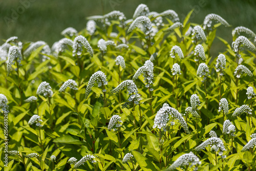 Fotografía White gooseneck loosestrife flowers blooming in early summer