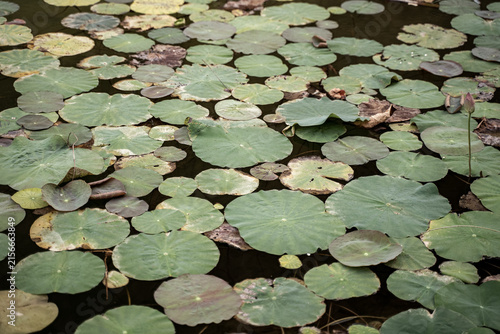 Foto water lilies in the pond
