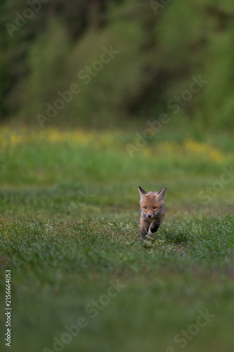 Canvastavla A cute young red fox pup Vulpes vulpes running fast on a green grass meadow in n