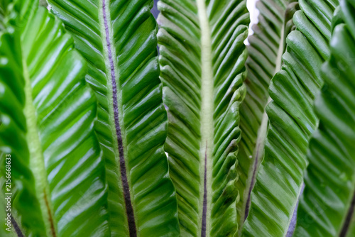 Obraz na płótnie Close-up texture of Asplenium nidus or Cobra fern foliage in a home garden