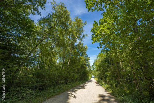 Scenic Dirt Road Through a Lush Green Forest Under a Blue Sky