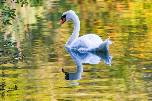 Wildlife on Mreznica river in Croatia, mute swans swimming on green water surface in nature
