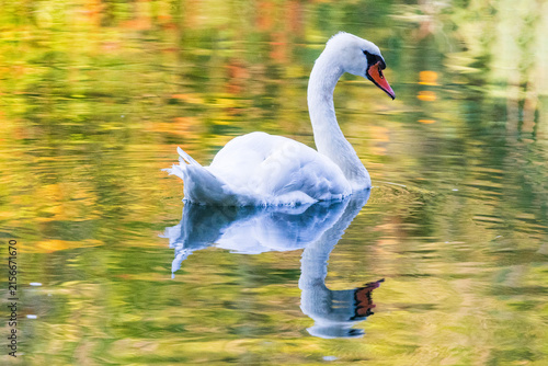 Wildlife on Mreznica river in Croatia, mute swans swimming on green water surface in nature
