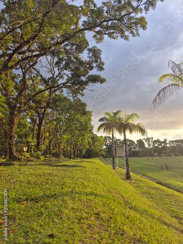 Serene Tropical Park Landscape with Lush Green Grass and Palm Trees at Sunset for Travel and Nature Concepts