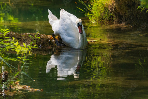 Wildlife on Mreznica river in Croatia, mute swans swimming on green water surface in nature