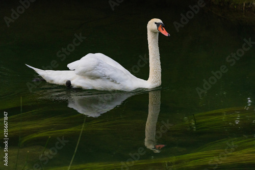 Wildlife on Mreznica river in Croatia, mute swans swimming on green water surface in nature