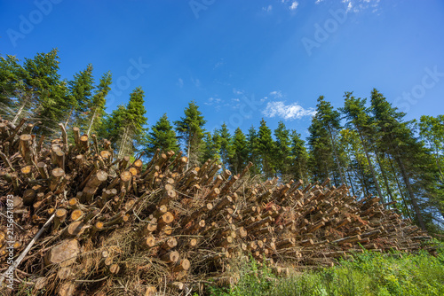 Large Stack of Cut Tree Branches and Logs by a Forest Road