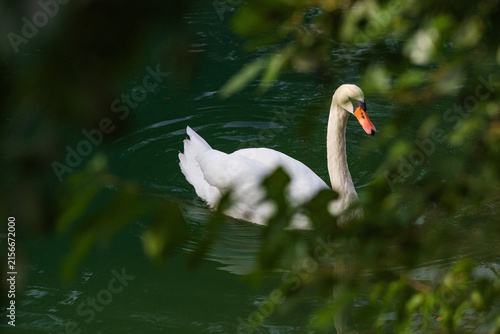 Wildlife on Mreznica river in Croatia, mute swans swimming on green water surface in nature