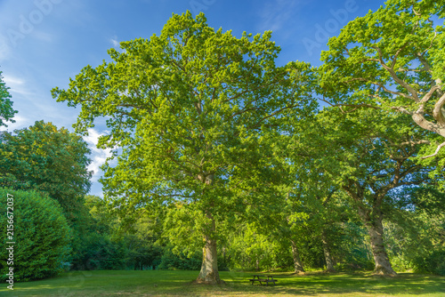 Beautiful Green Park with Majestic Oak Trees and Picnic Bench