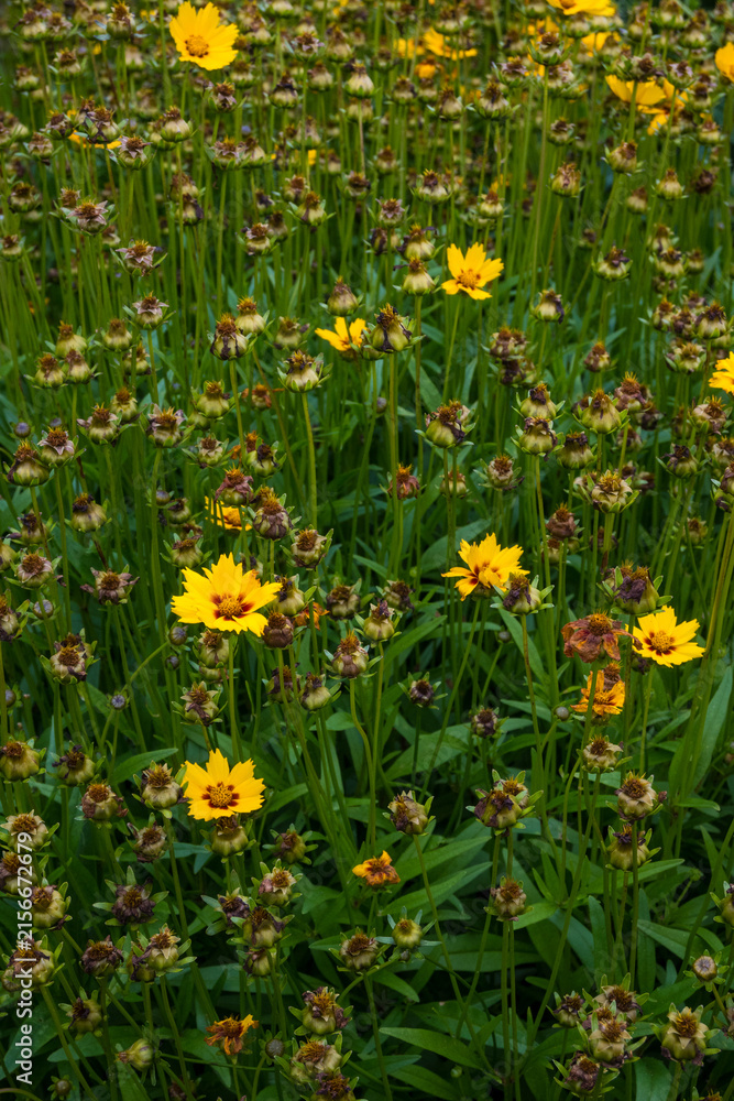 Fototapeta premium Vertical view of yellow coreopsis flowers with dried seed heads among green stems. A textural naturecore botanical shot with a cottagecore garden aesthetic.