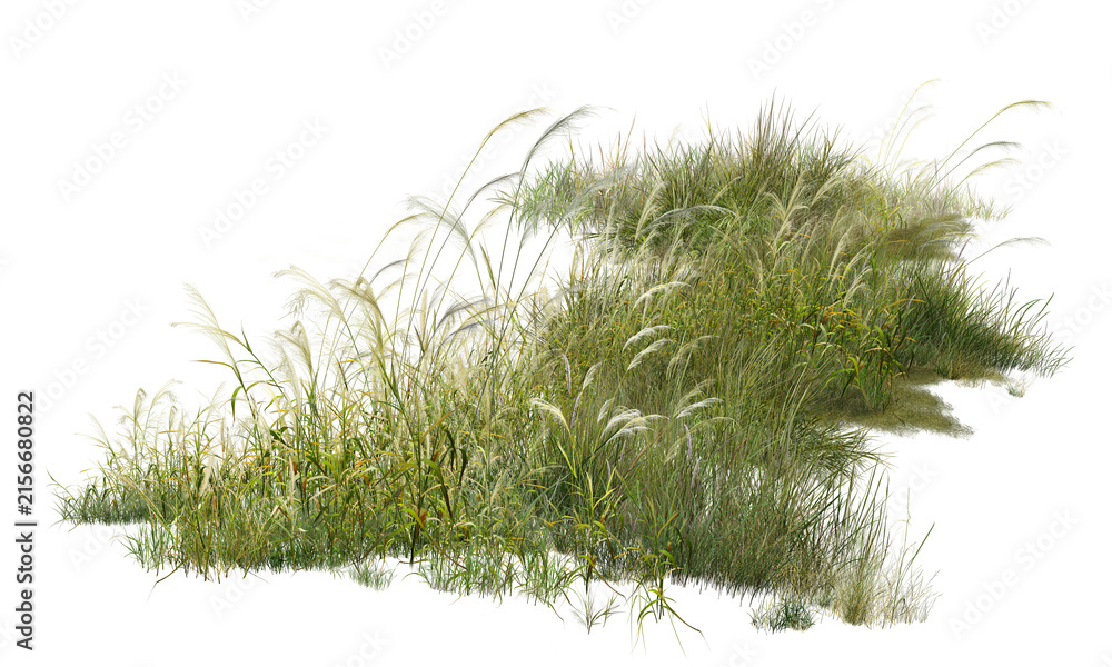 Fototapeta premium green grass isolated on white/High-resolution detailed ornamental grasses isolated on a clean white background, showcasing natural texture and lush greenery.