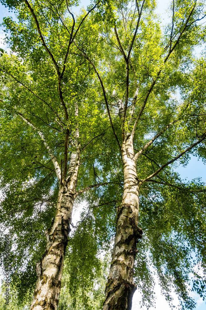 Fototapeta premium Vertical view of two silver birch trunks with white bark and green leafy crowns. A fresh naturecore and cottagecore summer woodland scene with soft light.
