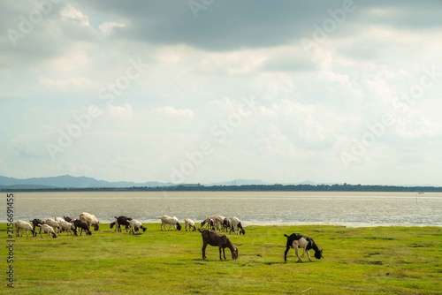 herd of horses