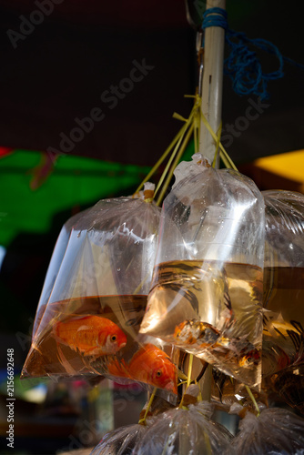 Ornamental Pet Fish for Sale in Hanging Plastic Bags