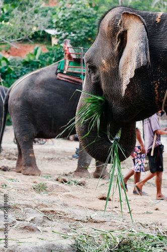 Obraz na płótnie A close-up portrait of Asian elephant using its trunk to feed on fresh grass beside another saddled elephant and handlers, conveying wildlife, tourism, and gentle natural behavior in outdoor setting