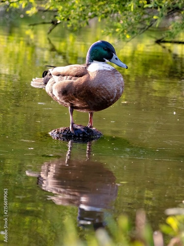Bild auf Leinwand A duck is sitting on a rock in the lake