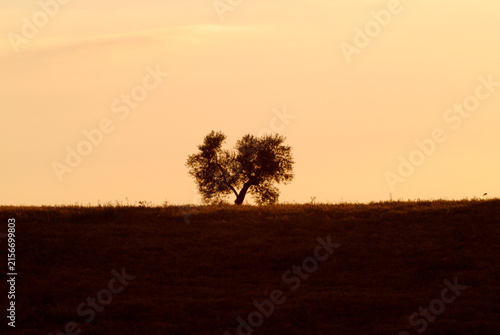 Albero solitario in collina al tramonto