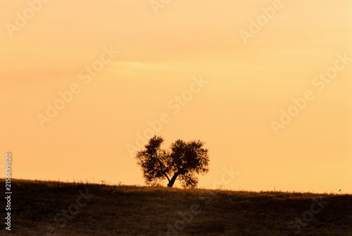 Albero solitario in collina al tramonto