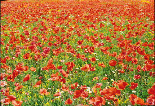 Photography Prato di papaveri rossi in fiore