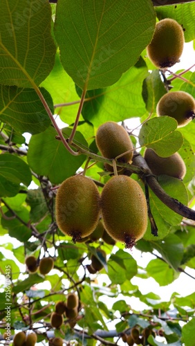 Foto Abundant ripe kiwi fruit hang in clusters from vines beneath a leafy garden cano
