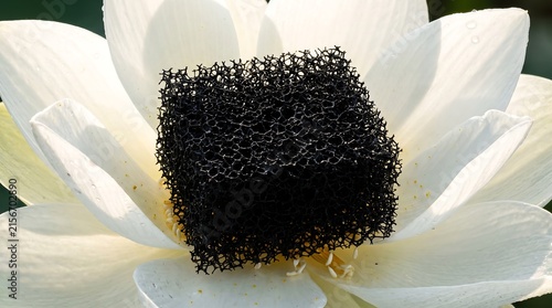 Striking contrast between coarse black foam and delicate white lotus petals, showcasing a juxtaposition of organic and artificial textures in nature