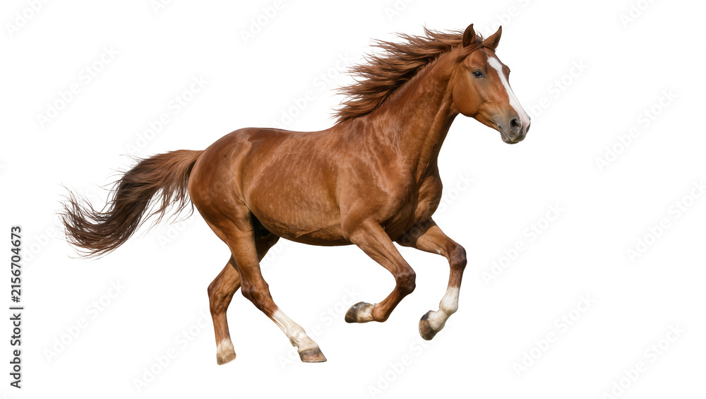 Fototapeta premium Brown horse with white markings galloping, isolated on transparent background