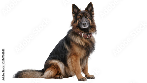 Cuadro en lienzo Majestic German Shepherd dog with brown leather collar sitting attentively, isol