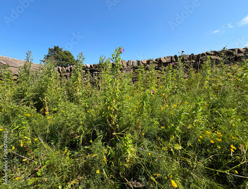 Photography A wildflower meadow flourishes under a clear blue sky with a rustic dry stone wall in the background