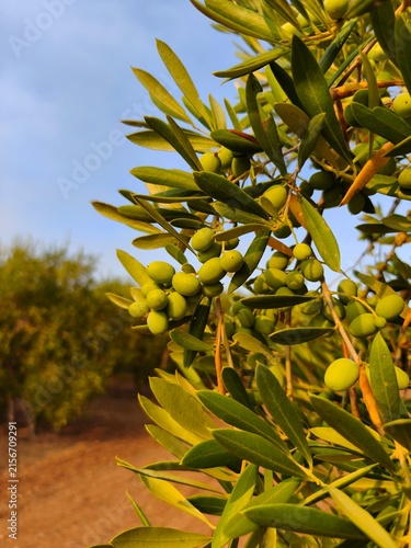 Fotografie Aceitunas de olivo en amanecer para su cosecha en intensivo