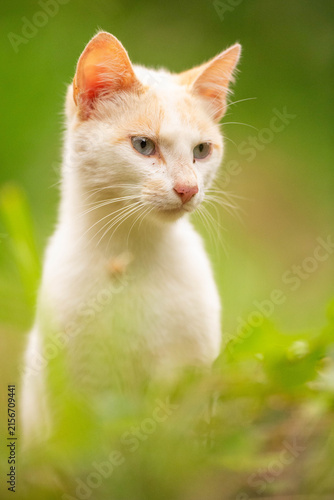 Gato Posando