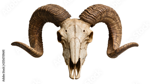 Quadro su tela Ram skull with large curved horns, isolated on transparent background