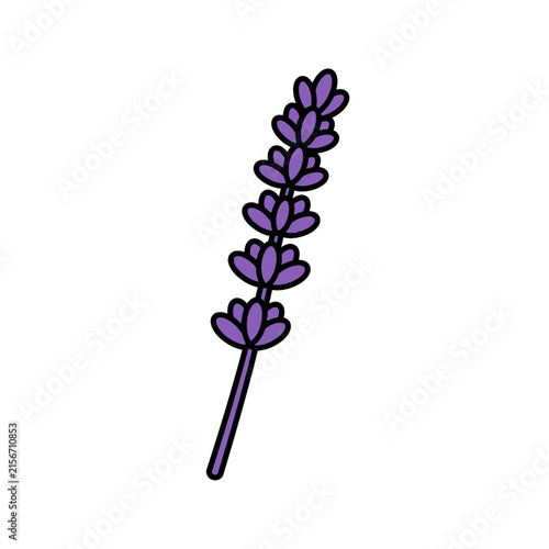 Lavender stem blossom purple wildflower herbal botanical element