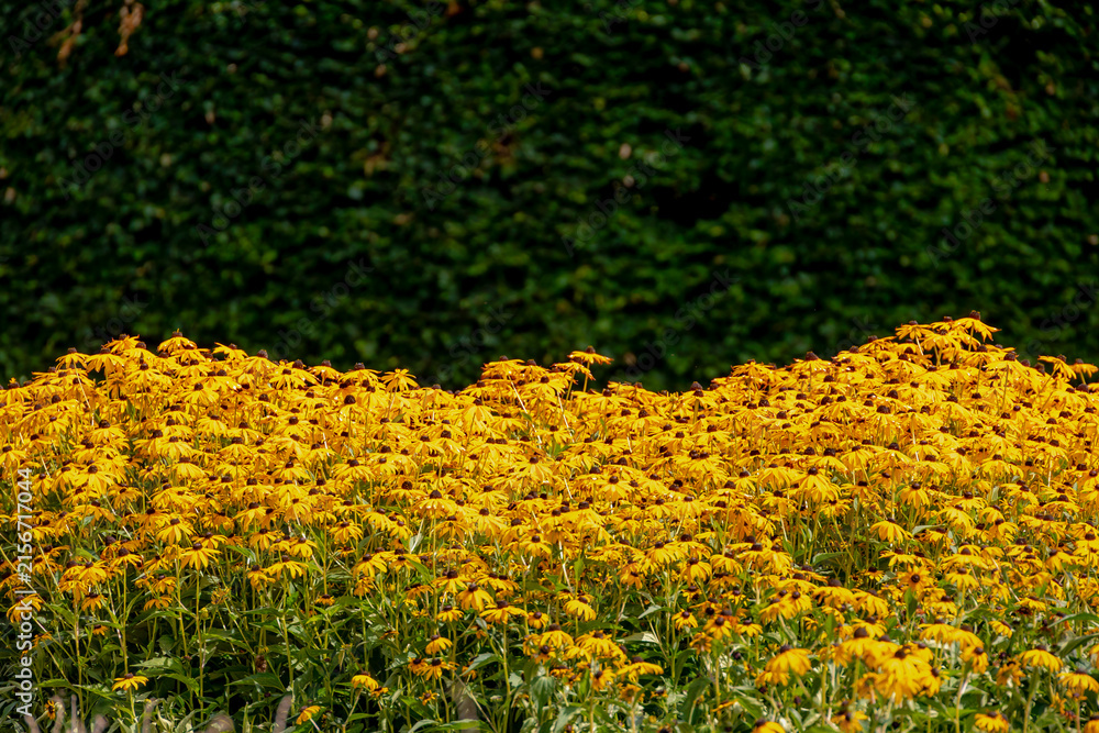 Obraz premium Selective focus of golden yellow flowers in garden, Rudbeckia fulgida the orange coneflower or perennial coneflower is a species of flowering plant in the family Asteraceae, Natural floral background.