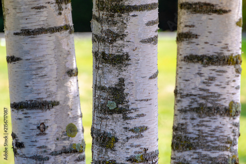 Konstfotografi Selective focus of tree trunks in the forest, White bark with textured, Birch is