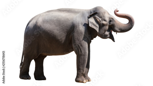 Canvastavla Majestic Asian elephant with trunk raised, isolated on transparent background