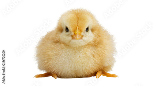 Fluffy yellow chick with orange beak, isolated on transparent background